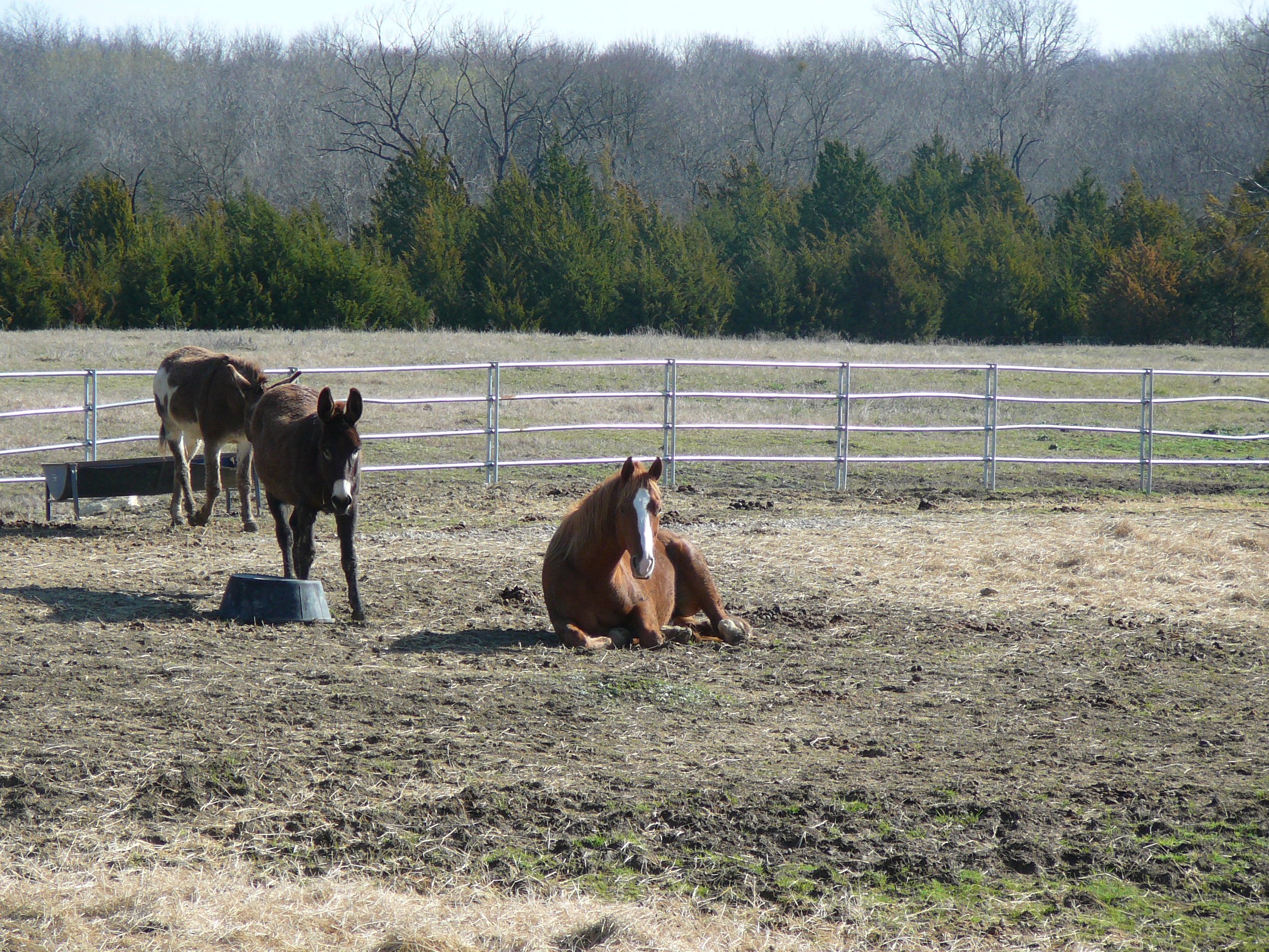 Horses sleeping in the sunshine.